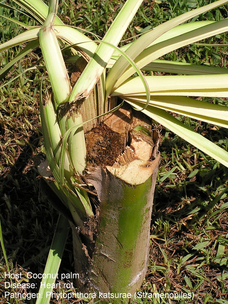 Coconut Heart Rot 2 — related to heart failure
